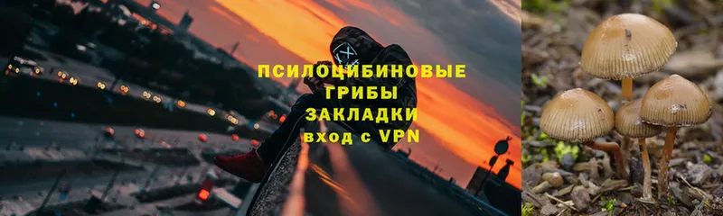 где можно купить наркотик  Серов  гидра ССЫЛКА  Галлюциногенные грибы Psilocybe 